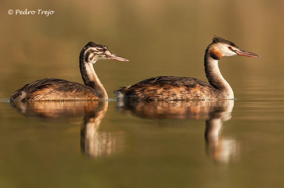 Somormujo lavando (Podiceps cristatus)